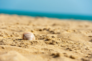 Fototapeta na wymiar shell in wet sand on the beach