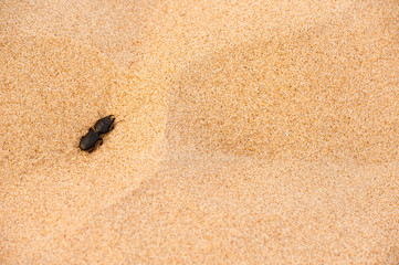 Little black worm on the sand