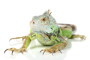 Green Iguana