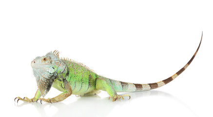Naklejka premium Green Iguana portrait