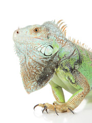 Green Iguana portrait