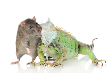Fototapeta premium Iguana with rat together on a white background