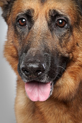 German shepherd dog