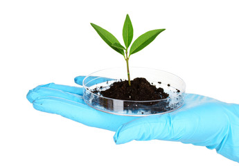 plant and hand in laboratory isolated on white