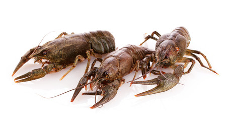 Crayfish isolated on white