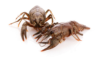 Crayfish isolated on white