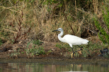aigrette garzette