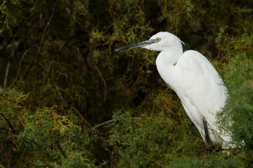 aigrette garzette perchée