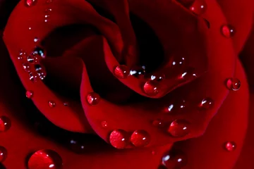 Poster Im Rahmen Rose mit Wassertropfen © spacezerocom