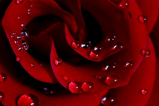 Rose With Water Drops