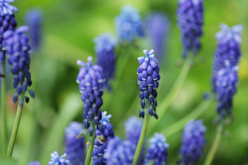 Blossom lilac flower in a beautiful day