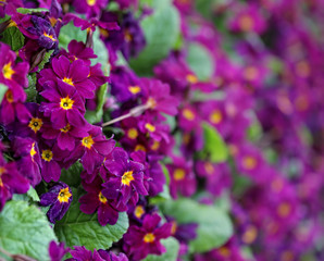 beautiful purple  flowers in the garden
