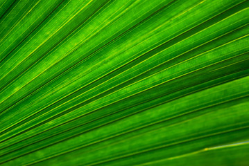Fototapeta premium Leaf