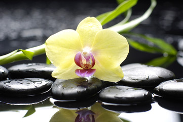 Spa still life with macro of orchid and stone with bamboo