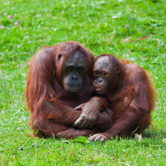 Orangutan mother and child