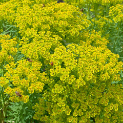 Wolfsmilch - Euphorbia