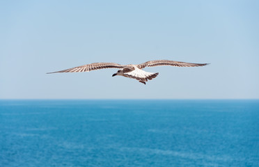 Flying seagull on sea background.