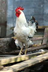 rooster on the farm yard