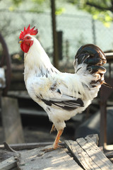 rooster on the farm yard