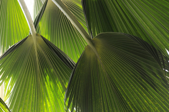 Fototapeta Leaves