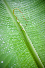 Inside a banana leaf