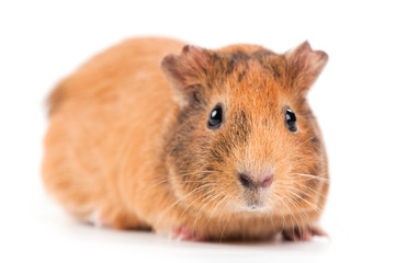 Fototapeta premium guinea pig