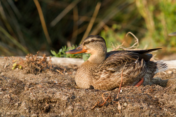 canard colvert