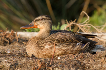 canard tranquille