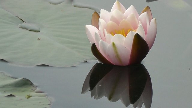Seerosen - Nymphaea - Detailaufnahme