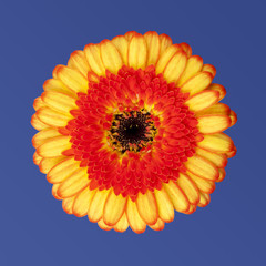 orange gerbera isoliert auf blau