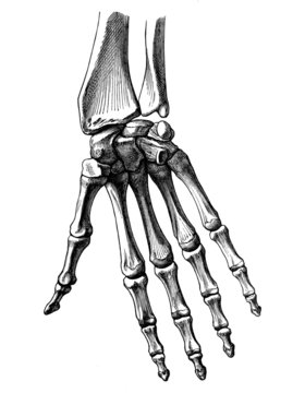 knochen_hand_innen
