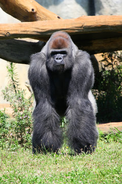 Gorille argenté