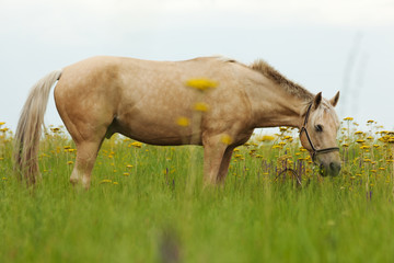 Naklejka premium Horse on a green lawn