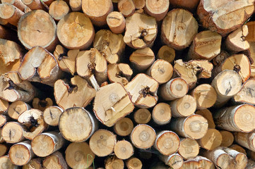 Fototapeta premium Timber stack