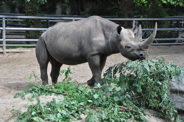 nosorożec w zoo