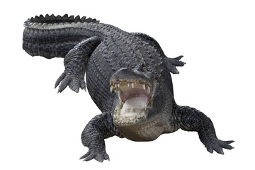 Fototapeta premium Aggressive Crocodile