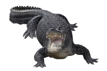 Crédence de cuisine en verre imprimé Crocodile Aggressive Crocodile