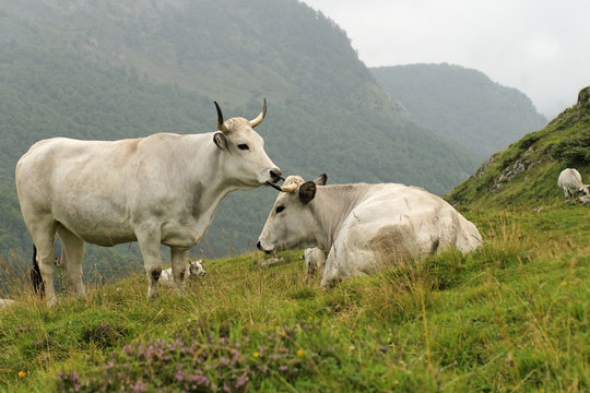 vaches des Pyr&eacute;n&eacute;es