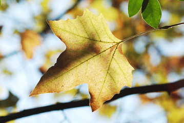 Yellow leaves