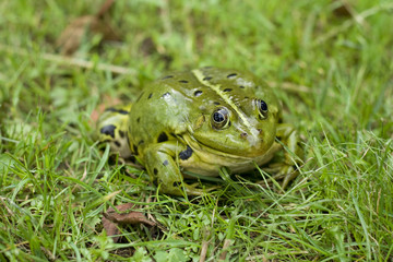 Green European frog