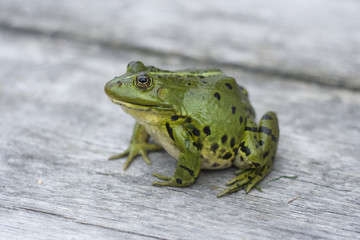 Edible frog