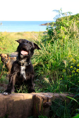 two cute dogs