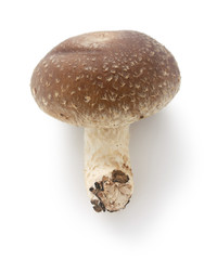 shiitake, japanese mushroom , on white background