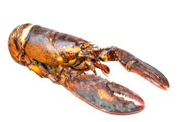 Nice piece of lobster