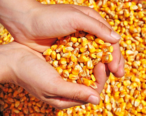 Farmer corn seeds crop