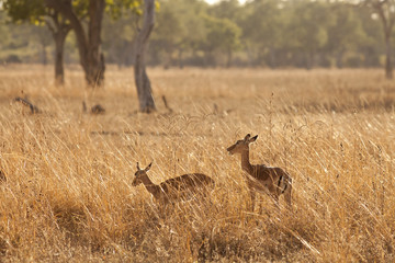 Gazelle