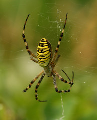 Tygrzyk paskowany (Argiope bruennichi) Argiope bruennichi