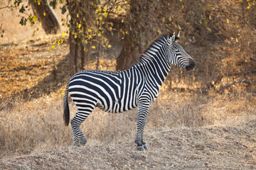Fototapeta na wymiar Zebra