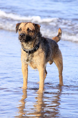 doggy on light blue sea shore setting