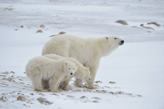 Polar she-bear with cubs.